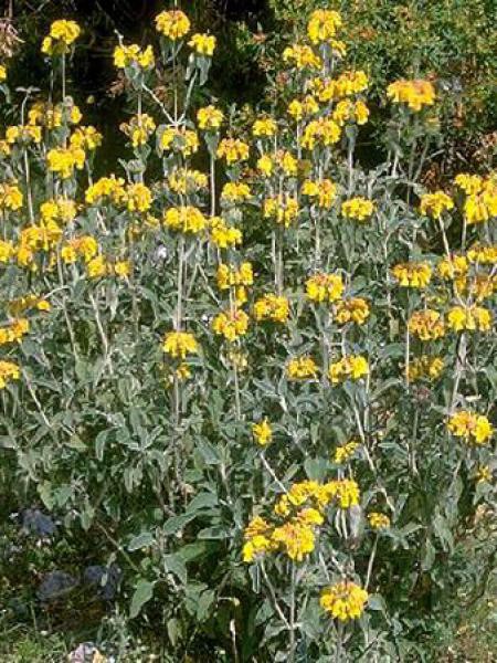 Phlomis fruticosa (sauge de Jérusalem)